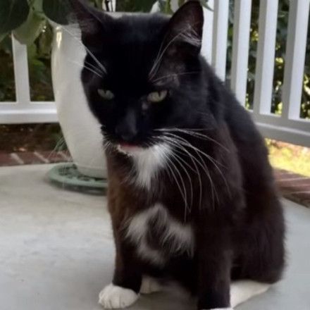 Βρήκε τον γάτο της 10 χρόνια μετά και 2.000 χιλόμετρα μακριά [vid]