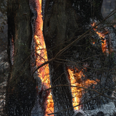 Φωτιά στον Έβρο: Δύο παιδιά ανάμεσα στους απανθρακωμένους στο δάσος της Δαδιάς - «Βρέθηκαν εμπρηστικοί μηχανισμοί» στην Ροδόπη