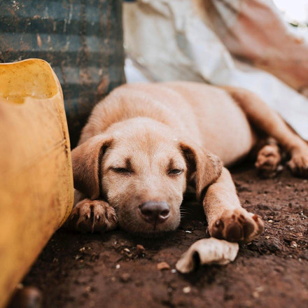 Αργολίδα: Συνελήφθη 75χρονος που πυροβόλησε και σκότωσε τον σκύλο του με δίκαννο