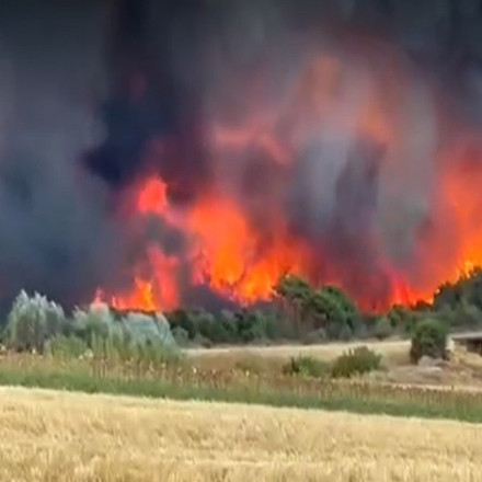 Φωτιά στην Αλεξανδρούπολη: Ανυπολόγιστες ζημιές σε καλλιεργήσιμες εκτάσεις και ζωικό κεφάλαιο