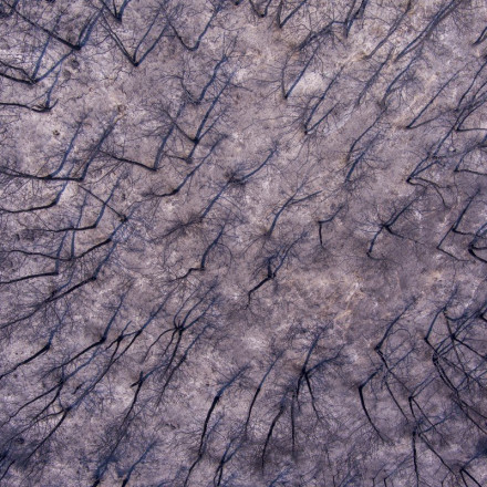 Φωτιά στον Έβρο: Τεράστιες οι καταστροφές - Κάηκαν 620.000 στρέμματα