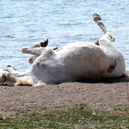 Χαλκίδα: Φρίκη με νεκρό άλογο που βρέθηκε σε δρόμο - Το βασάνισαν με αλυσίδα και σχοινί πριν πεθάνει