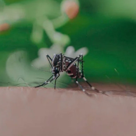 ΕΟΔΥ: 11 θάνατοι από τον ιό του Δυτικού Νείλου και 6 στην ΜΕΘ - Οι «κόκκινες» περιοχές