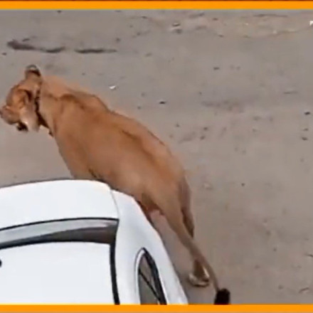 Πακιστάν: Λιοντάρι ξέφυγε από ιδιωτικό αυτοκίνητο και περιπλανιόταν στους δρόμους για δύο ώρες [vid]