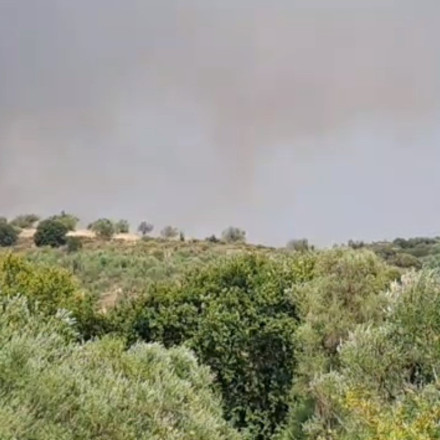 Φωτιά στη Σπάρτη: Επιχειρούν επίγεια και εναέρια μέσα [vid]