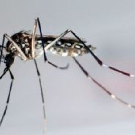 ΕΟΔΥ: 13 θάνατοι από τον ιό του Δυτικού Νείλου – 100 κρούσματα
