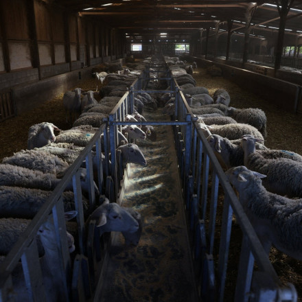 Ευλογιά των προβάτων: Συγκλονιστικός ο αριθμός των ζώων που έχουν θανατωθεί