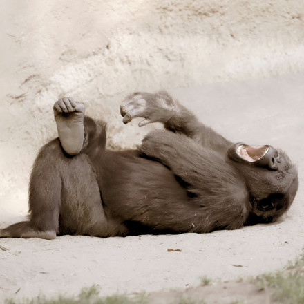 Η θεωρία του «μεθυσμένου πιθήκου» επιβεβαιώνεται: Πόσα ποτήρια μπύρας «πίνουν» τελικά...