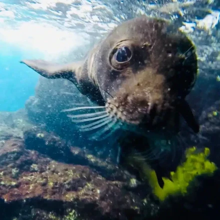 Κάρπαθος: Γεννήθηκε το πρώτο φωκάκι monachus monachus της χρονιάς