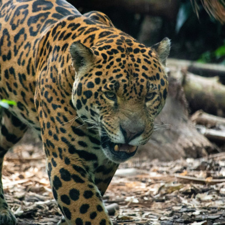 Απίστευτο: Τζάγκουαρ στη Βραζιλία κατέρριψε το ρεκόρ κολύμβησης και έγραψε νέο Απίστευτο: Τζάγκουαρ στη Βραζιλία κατέρριψε το ρεκόρ κολύμβησης και έγραψε νέο