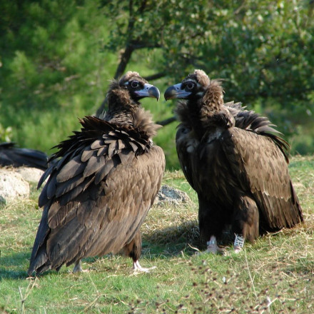 Δαδιά: Ο Μαυρόγυπας επιστρέφει στο δάσος μετά τις καταστροφικές πυρκαγιές του 2023