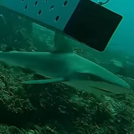 Έβαλαν δολώματα σε κάμερες και τις πόντισαν στην Καραϊβική. Λίγο μετά έκανε την εμφάνισή του αυτό