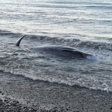 Σοκ στο Ηράκλειο: Νεκρή φάλαινα ξεβράστηκε στην παραλία του Κερατόκαμπου