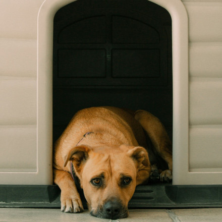 Πόση ώρα αντέχει ένας σκύλος να μένει μόνος: Τι προτείνουν οι ειδικοί για την ευημερία του
