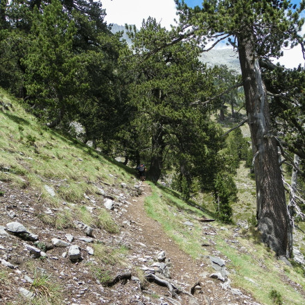Ελεύθερος ο 51χρονος που έσφαξε αρνί στο Σέιχ Σου - «Δεν γνώριζα ότι ήταν παράνομο»