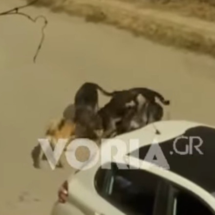 Τρόμος από αγέλη σκύλων στη Θεσσαλονίκη - Κατασπάραξαν γατάκι μπροστά σε έντρομους περαστικούς