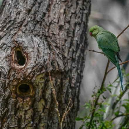Έκπληξη στην επιστημονική κοινότητα: Βρέθηκε σπάνιος παπαγάλος - Eίχαν χαθεί τα ίχνη του για έναν αιώνα