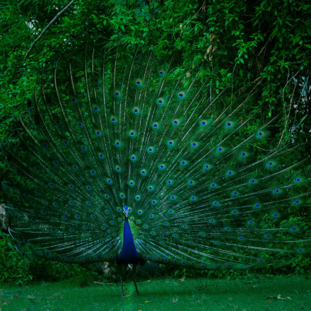 Φρίκη: Έσφαξε, έψησε και έφαγε τα παγώνια του για να εκδικηθεί τη γειτόνισσα - «Δεν ήθελα να τα ταΐζει»