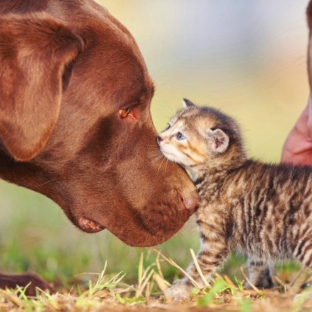 Παγκόσμια Ημέρα Ζώων: Μαθαίνοντας να αγαπάμε άνευ όρων - Ζωή γεμάτη χάδια, αγκαλιές και ευγνωμοσύνη