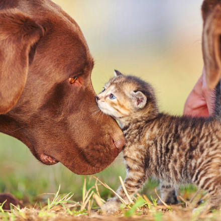 Παγκόσμια Ημέρα Ζώων: Μαθαίνοντας να αγαπάμε άνευ όρων - Ζωή γεμάτη χάδια, αγκαλιές και ευγνωμοσύνη
