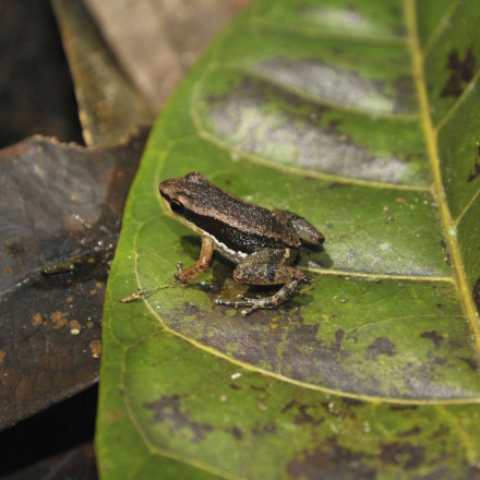 Ένα νέο θαύμα της φύσης: Στο Περού ανακαλύφθηκε μικροσκοπικός αλλά... άκρως επικίνδυνος βάτραχος