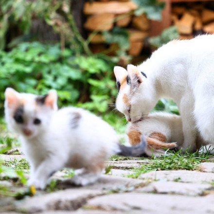 Aγρίνιο: Πυροβολούσε αδέσποτες γάτες με αεροβόλο - Συνελήφθη μετά από καταγγελία