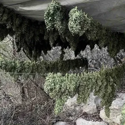 Ηράκλειο: Την Τρίτη η απολογία του 57χρονου για τα 17,5 κιλά χασίς και τα δεκάδες δενδρύλλια