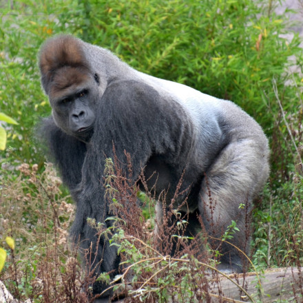 «Ήταν σαν σεισμός»: Γορίλας 180 κιλών έσπασε το προστατευτικό γυαλί του κλουβιού του - Δείτε βίντεο