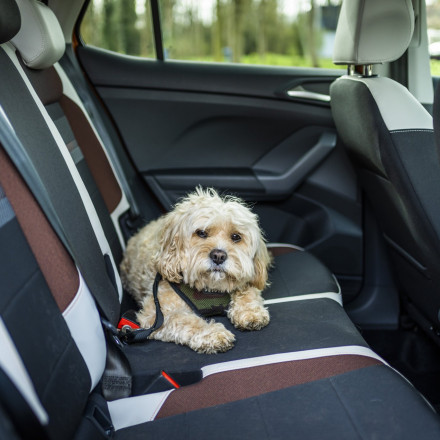 Το Uber Taxi Pet έρχεται στην Ελλάδα