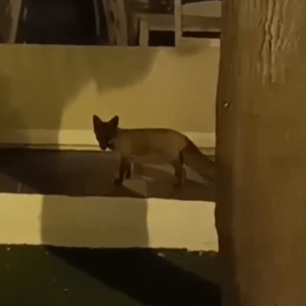 Τραυματισμένο αλεπουδάκι «κόβει» βόλτες στην πλατεία της Ραφήνας αναζητώντας τροφή - Βίντεο
