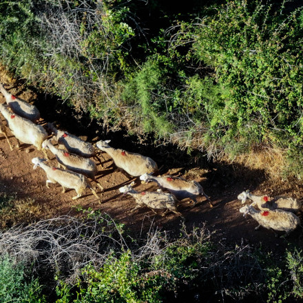 Ευλογιά αιγοπροβάτων: Συνελήφθη 60χρονος που επιχείρησε να εισάγει παράνομα 1.200 δόσεις εμβολίου
