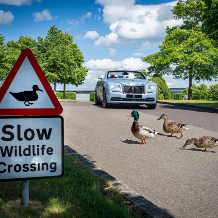 Όταν τα πουλιά έχουν... στόχο το αυτοκίνητό σου