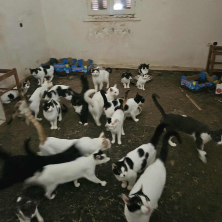 Πάτρα: 28 γάτες ήταν κλεισμένες σε δωμάτιο χωρίς τροφή και νερό - Ένας σκελετός ανάμεσά τους