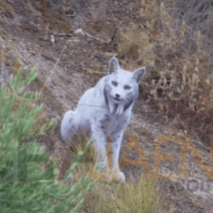Ισπανός φωτογράφος απαθανάτισε με την κάμερά του τον πρώτο ιβηρικό λύγκα στον κόσμο
