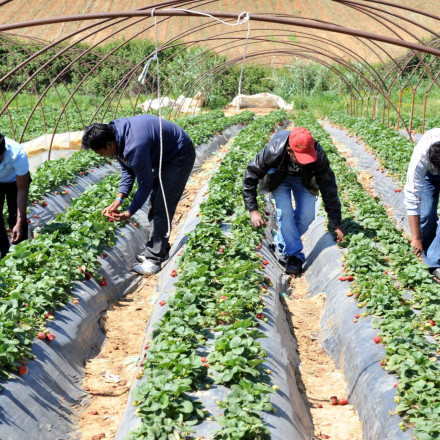 Διαψεύδει το Υπουργείο Μετανάστευσης ότι ανανεώθηκε η δυνατότητα εργασίας παράνομων μεταναστών Διαψεύδει το Υπουργείο Μετανάστευσης ότι ανανεώθηκε η δυνατότητα εργασίας παράνομων μεταναστών