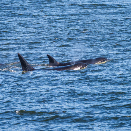 Απίστευτο βίντεο: Κοπάδι από όρκες κυνηγά λευκούς καρχαρίες και κατασπαράζει το συκώτι τους