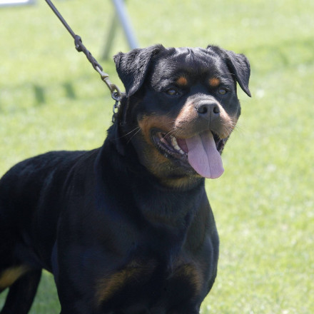 Καλαμάτα: Ανατριχιαστικό βίντεο με το μαρτύριο του 76χρονου - Ζήτησε να πυροβολήσουν το ροτβάιλερ