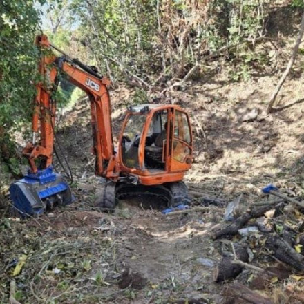 Θεσσαλονίκη: Κόβουν δέντρα στο «θησαυροφυλάκιο» της πόλης – Καταγγελία από 40 Εκκλησιές
