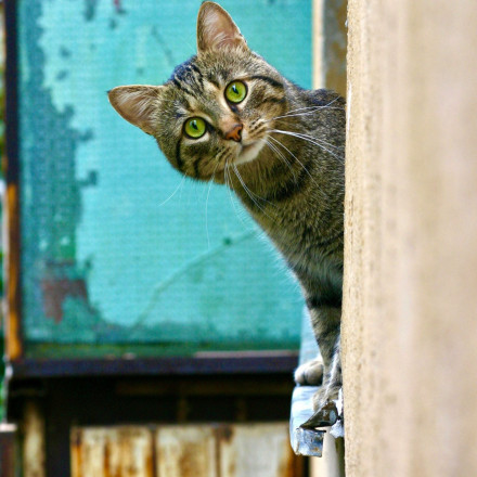 Νέα μελέτη αποκαλύπτει πόσο λάθος ερμηνεύουμε τις γάτες - Οδηγός σωστής «γατο-συμπεριφοράς»
