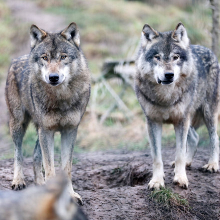 Λύκος τριγυρνούσε έξω από αυλές σπιτιών στην Πετρούπολη και στα Άνω Λιόσια - «Φαίνεται πεινασμένος»