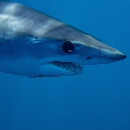 Ρυγχοκαρχαρίας είναι τελικά το ψάρι που εντοπίστηκε στην Κάρπαθο - Τι λένε οι ειδικοί
