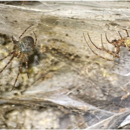 «Αράχνη-πόλη» στα σύνορα Ελλάδας-Αλβανίας – Το υπόγειο θαύμα με 100.000 αράχνες που ζουν στο σκοτάδι