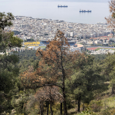 Εντοπίστηκε βλήμα 8 χιλιοστών στο δάσος του Σέιχ Σου - Στο σημείο πυροτεχνουργοί