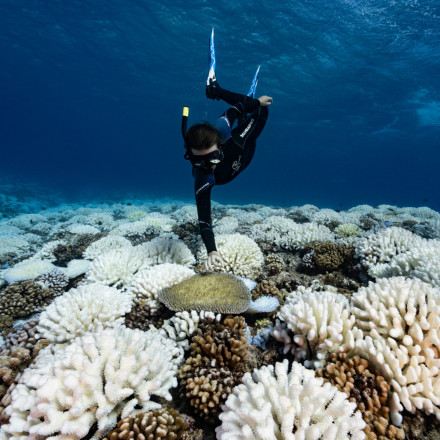 Στα βάθη της Βόρειας Θάλασσας, τα πυρομαχικά του πολέμου έγιναν καταφύγιο ζωής