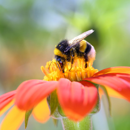Οι μέλισσες… αποκωδικοποιούν Μορς: Ο εγκέφαλος «σπόρος» που γκρεμίζει όσα ξέραμε για τη νοημοσύνη