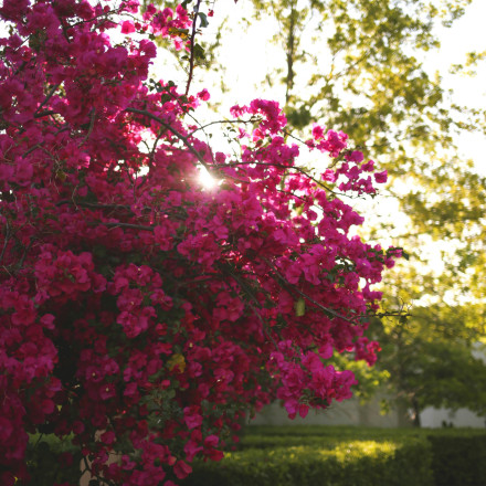 Πώς να φροντίζεις τη βουκαμβίλια τον Νοέμβριο για να γεμίσει χρώμα τον κήπο σου την άνοιξη