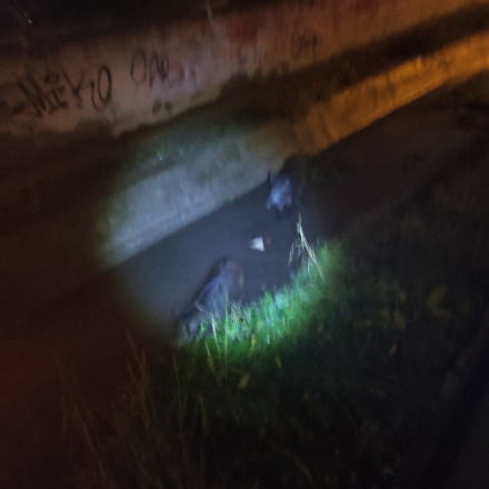 Θεσσαλονίκη: «Επιδρομή» αγριογούρουνων στα Διαβατά - Επενέβη το δασαρχείο για την απομάκρυνσή τους