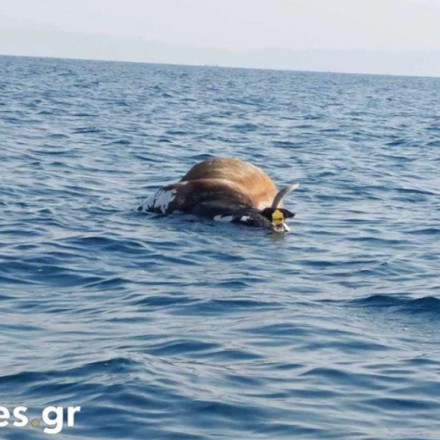 Θεσσαλονίκη: Νεκρή αγελάδα επέπλεε στον Θερμαϊκό – Πιθανόν προέρχεται από τη Θεσσαλία [vid]