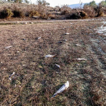 Αγαπηδάκη για Θεσσαλία: Η δεύτερη περιοχή στη χώρα σε συχνότητα κρουσμάτων λεπτοσπείρωσης