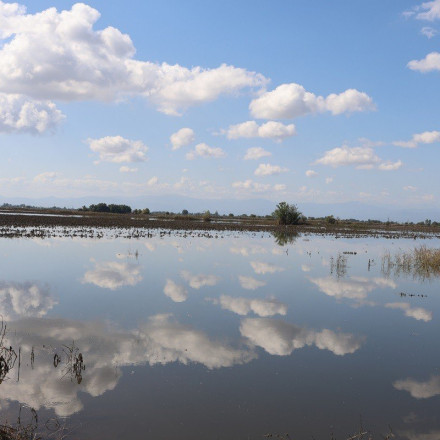 Προειδοποίηση στους πλημμυροπαθείς: Προσοχή! Βασικές εστίες μόλυνσης το ακατάλληλο νερό και τα νεκρά ζώα
